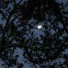 Bird on the tree. The moon in the sky.