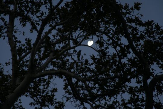 Bird on the tree. The moon in the sky.