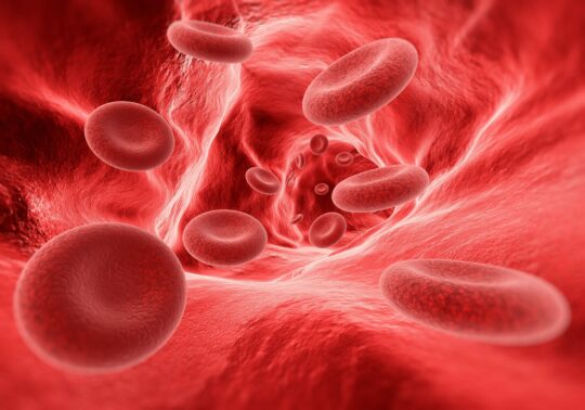 Blood cells in the vein