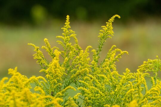 Closeup shot of beautiful yellow giant goldenrod flowers in a field