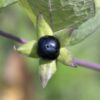 Fresh Atropa Belladonna berry close up