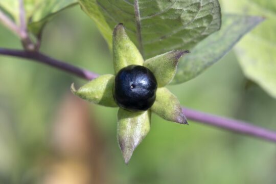 Fresh Atropa Belladonna berry close up
