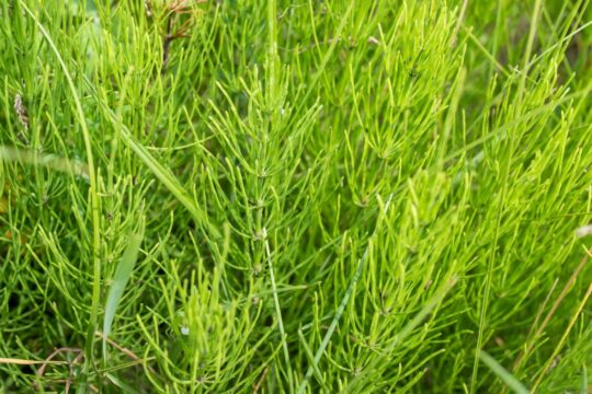 Healing field Horsetail Herbs. Hand picking off medicinal herbs of Equisetum arvense for making