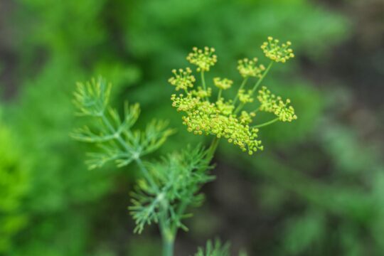 Inflorescence of dill umbrella on a green