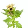 Medicinal plant: Black henbane