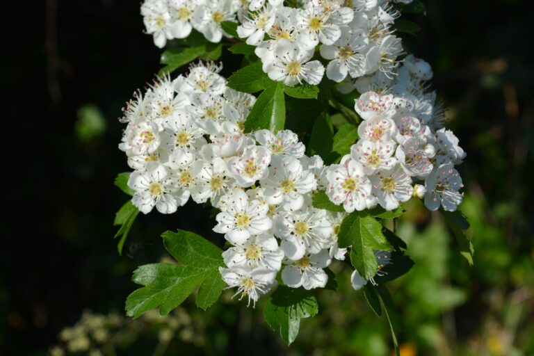 White flowers of Common hawthorn, also known as Crataegus monogyna